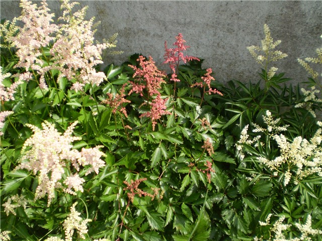 astilba